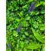 Kép 3/6 - Nortene Vertical Jungle műanyag zöldfal trópusi növényekkel (100 x 100 cm)