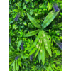 Kép 4/6 - Nortene Vertical Jungle műanyag zöldfal trópusi növényekkel (100 x 100 cm)