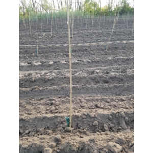 Kép 4/4 - Nortene BAMBOO bambusz termesztő karó, bambusz, 1,2 m, Ø 10-12 mm, 3 db