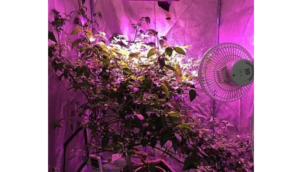 HPS vs. LED - Avagy miért termesszünk LED-del?